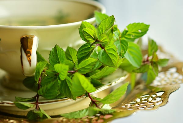 Plantas Medicinais e Imunidade