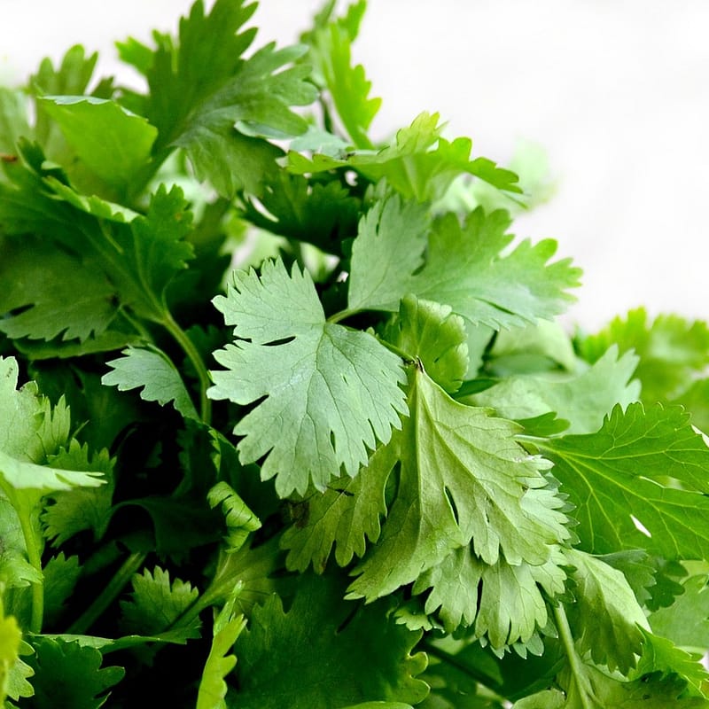 Coentro erva aromática